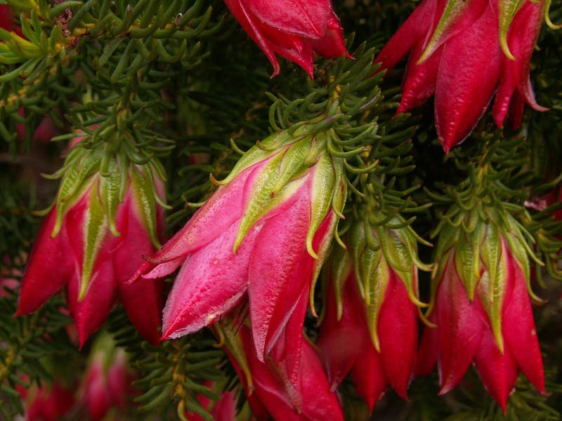 Darwinia oxylepis