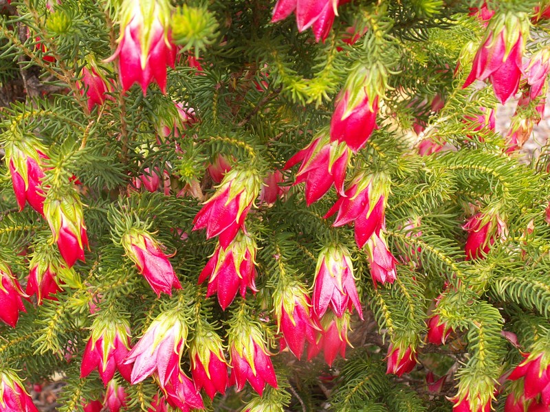 Darwinia oxylepis photo 2