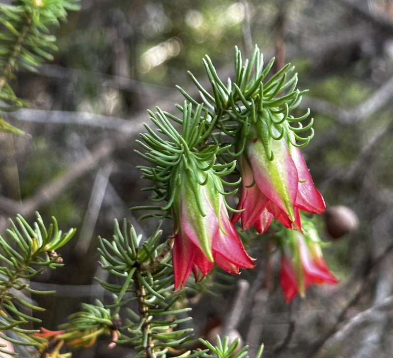 Darwinia oxylepis photo 3