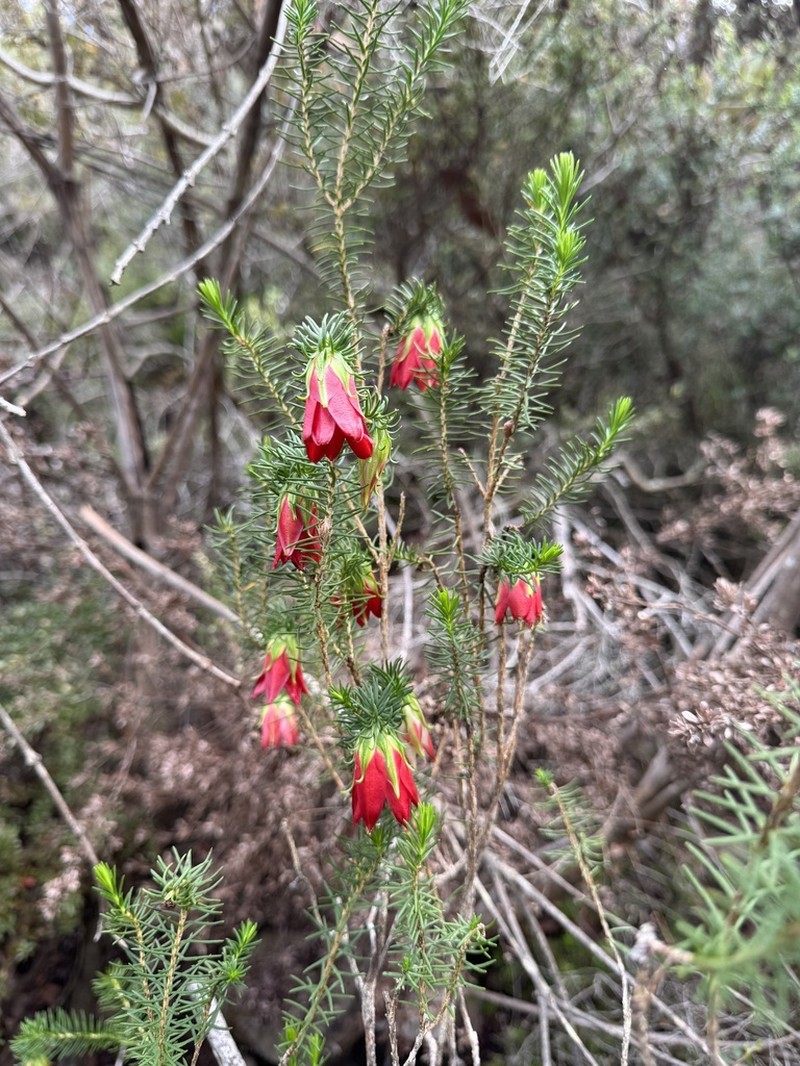 Darwinia oxylepis photo 4