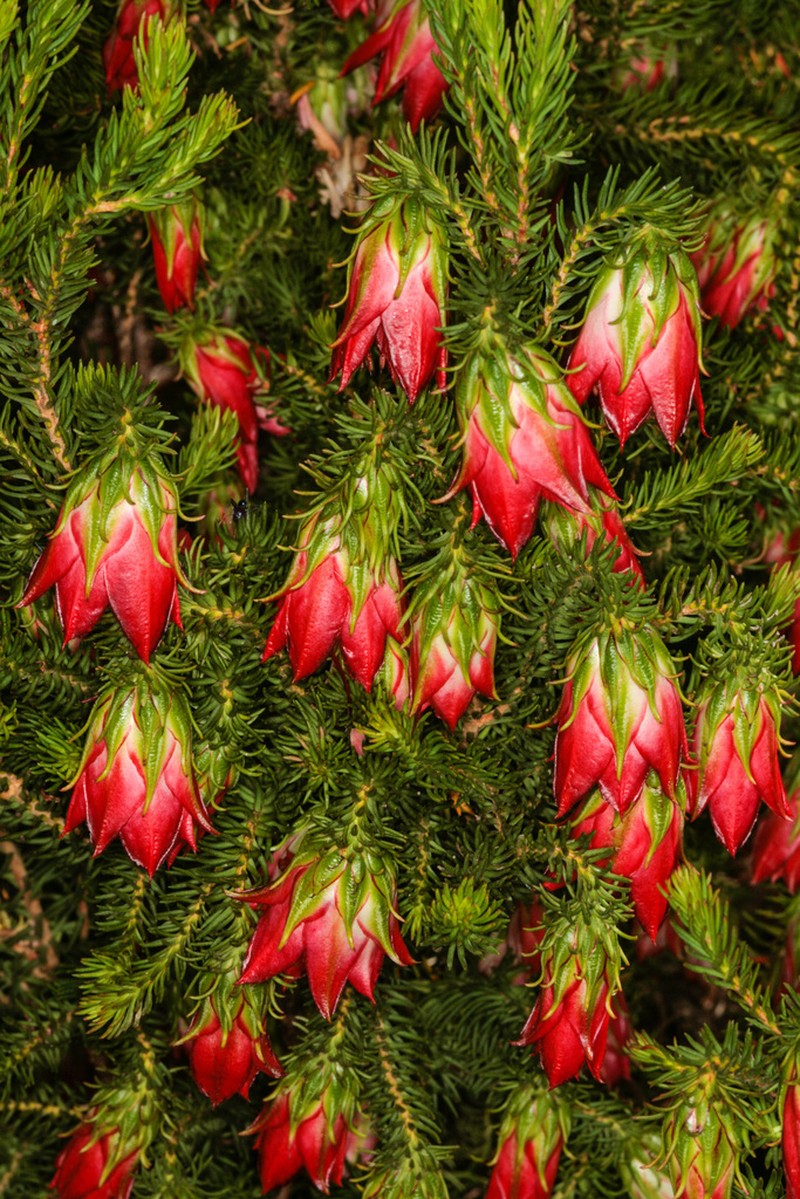 Darwinia oxylepis photo 5
