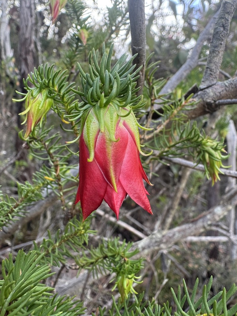 Darwinia oxylepis photo 6