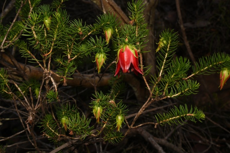 Darwinia oxylepis photo 7