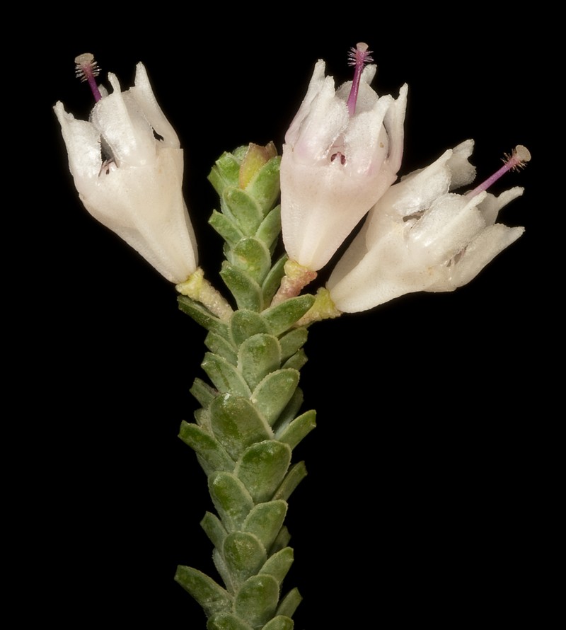 Darwinia pauciflora