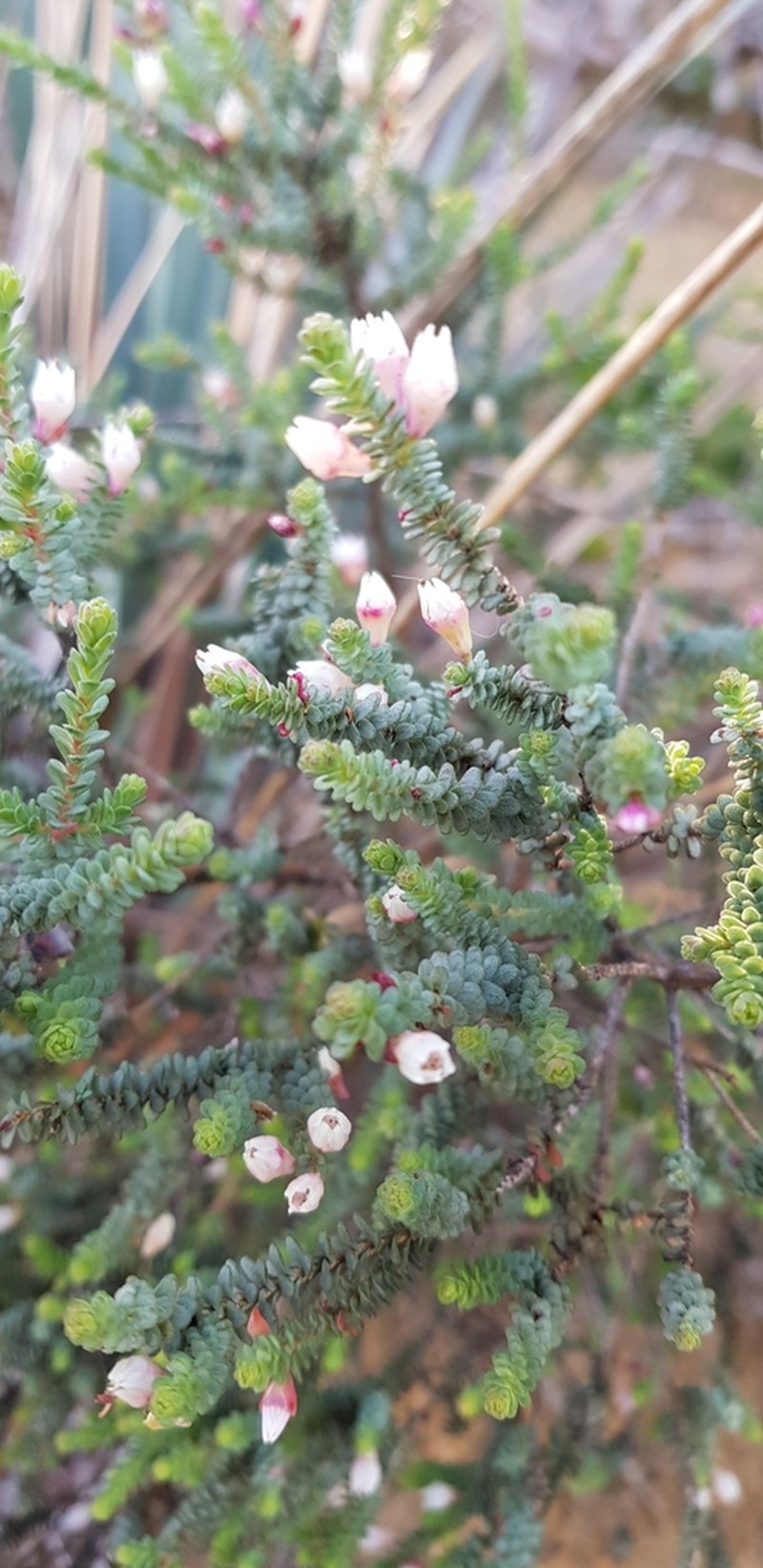 Darwinia pauciflora photo 2