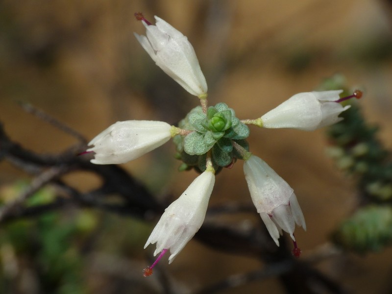 Darwinia pauciflora photo 3