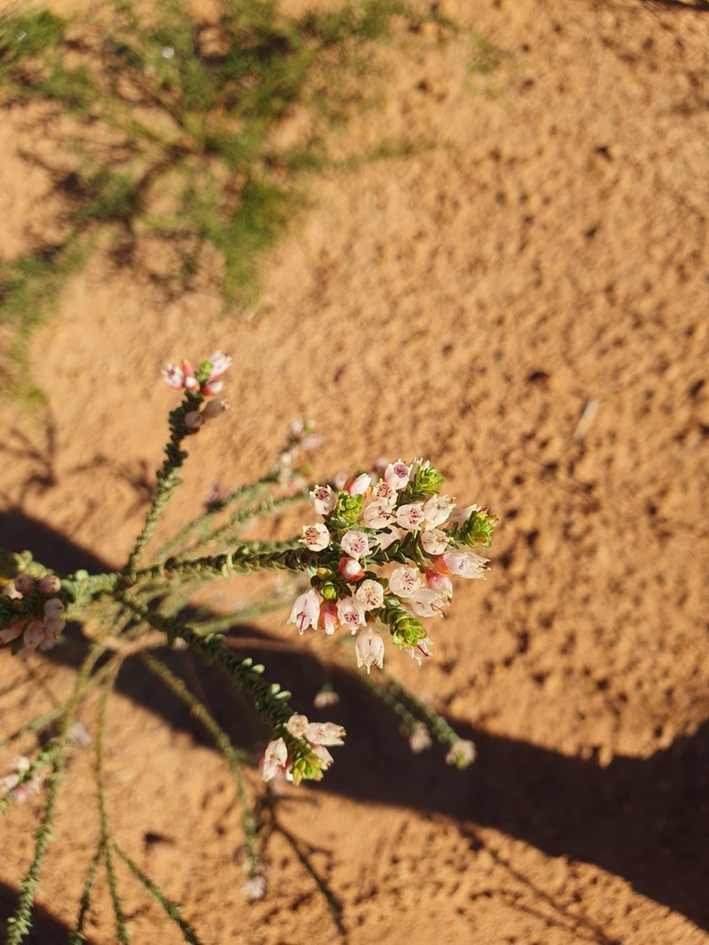 Darwinia pauciflora photo 4