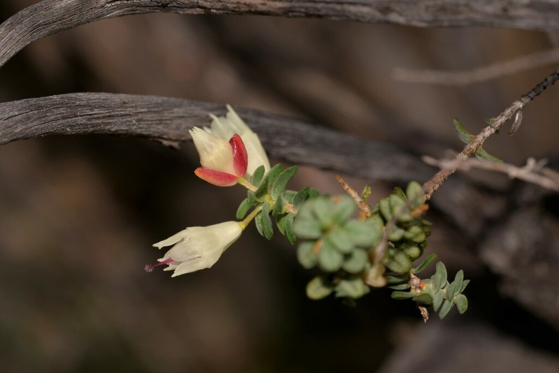 Darwinia pauciflora photo 6