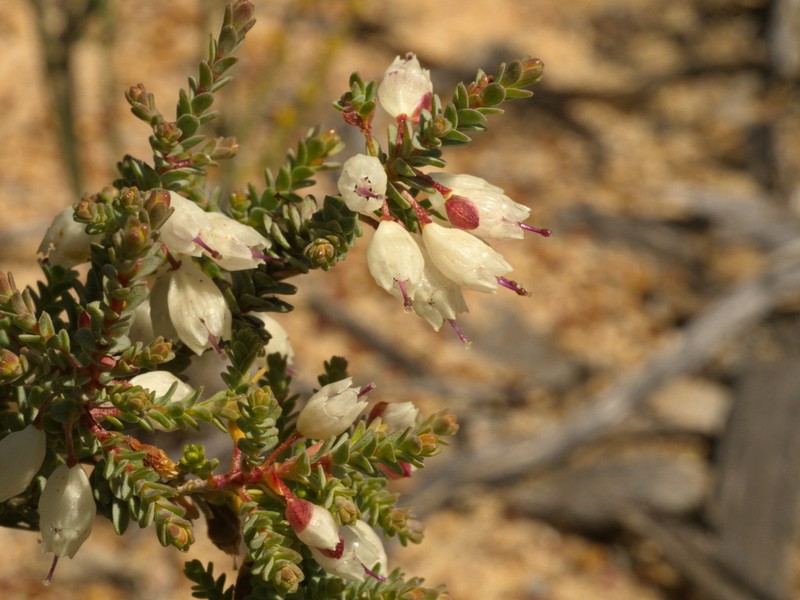 Darwinia pauciflora photo 7