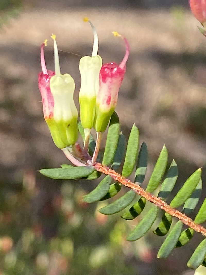 Darwinia peduncularis