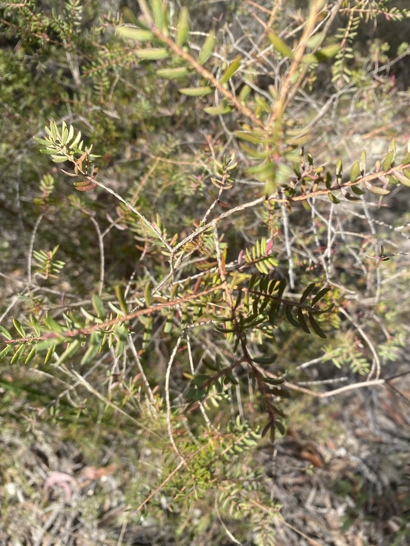 Darwinia peduncularis photo 2