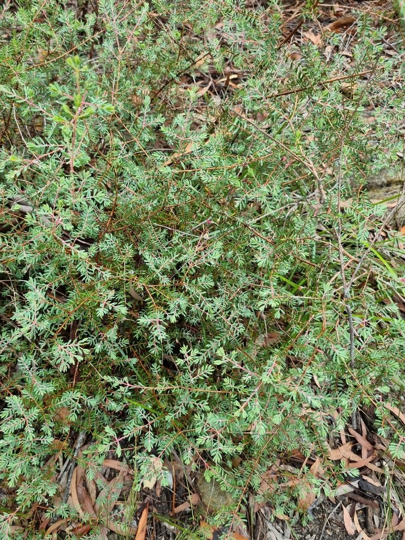 Darwinia peduncularis photo 3