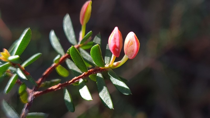 Darwinia peduncularis photo 4