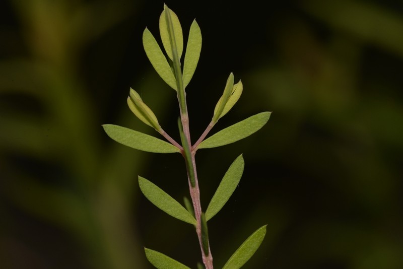Darwinia peduncularis photo 5