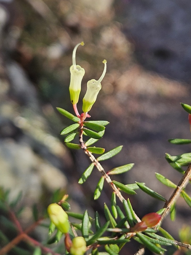 Darwinia peduncularis photo 6