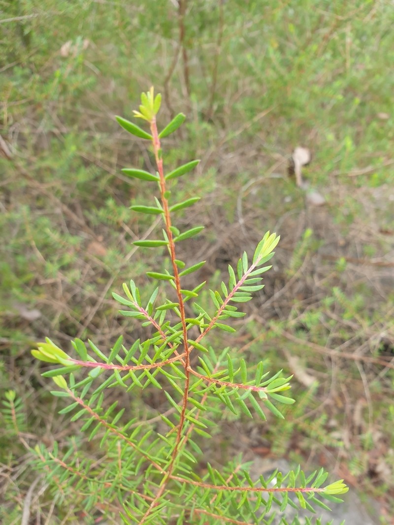 Darwinia peduncularis photo 7