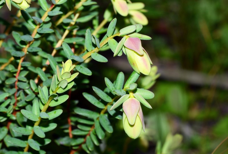 Darwinia pimelioides