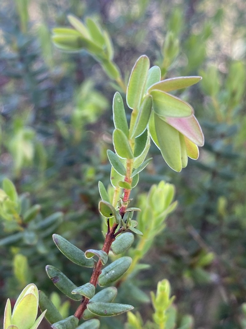 Darwinia pimelioides photo 3