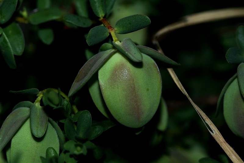 Darwinia pimelioides photo 4