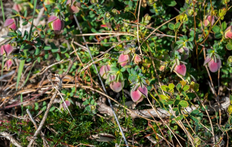 Darwinia pimelioides photo 5