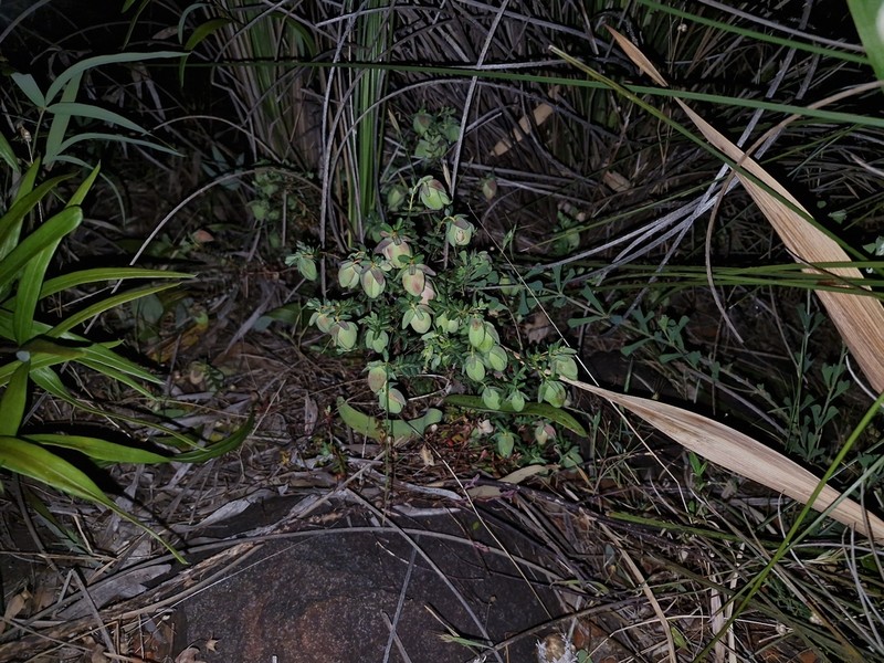 Darwinia pimelioides photo 6