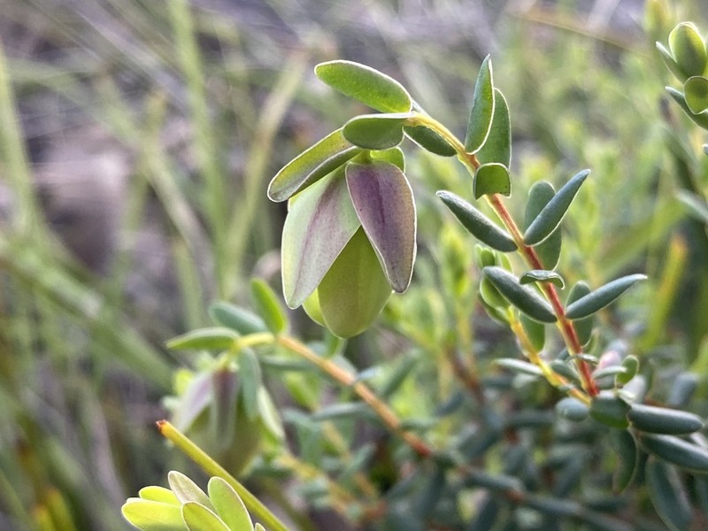 Darwinia pimelioides photo 7