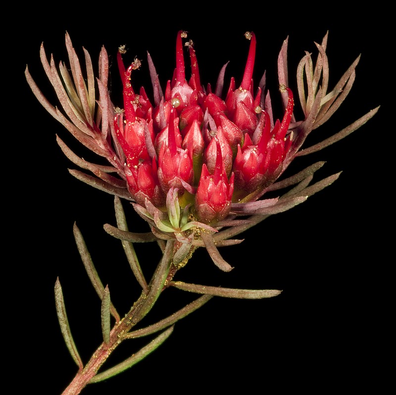 Darwinia pinifolia