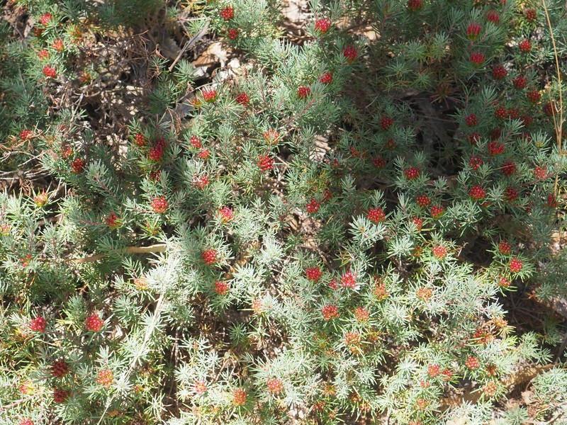 Darwinia pinifolia photo 2
