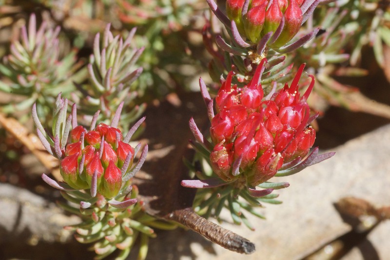 Darwinia pinifolia photo 3