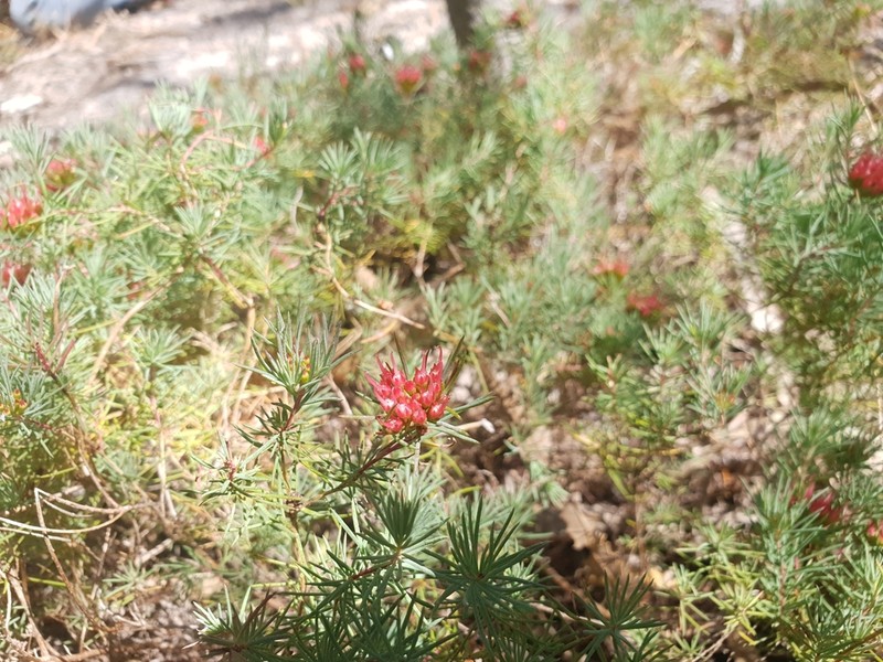 Darwinia pinifolia photo 4