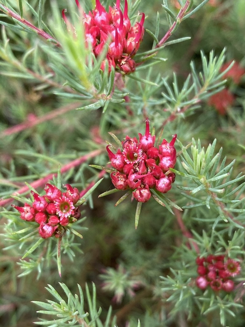 Darwinia pinifolia photo 5