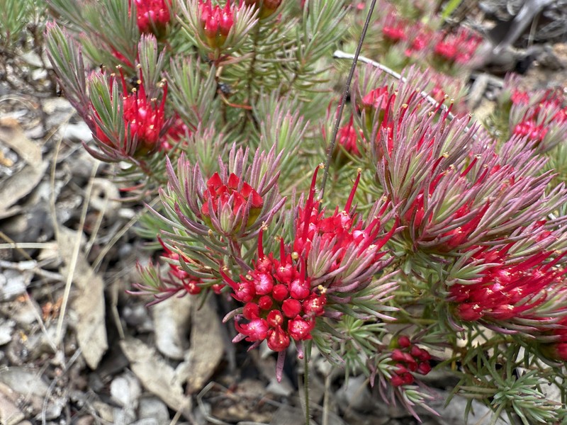 Darwinia pinifolia photo 6
