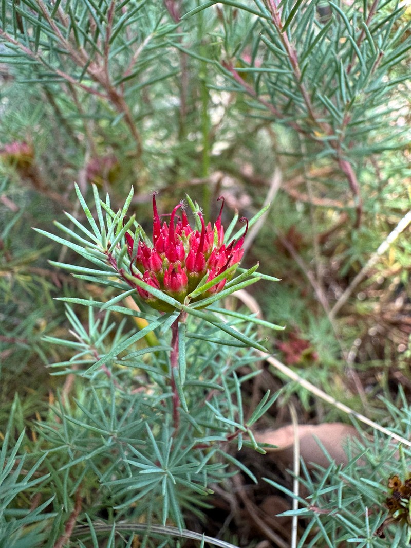 Darwinia pinifolia photo 7