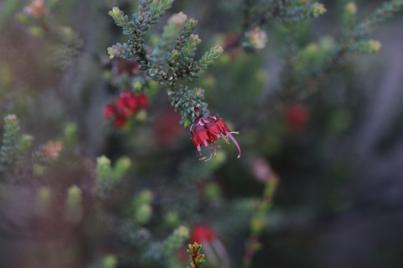 Darwinia polycephala photo 2