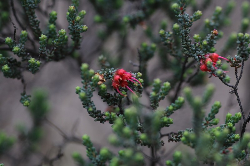 Darwinia polycephala photo 3