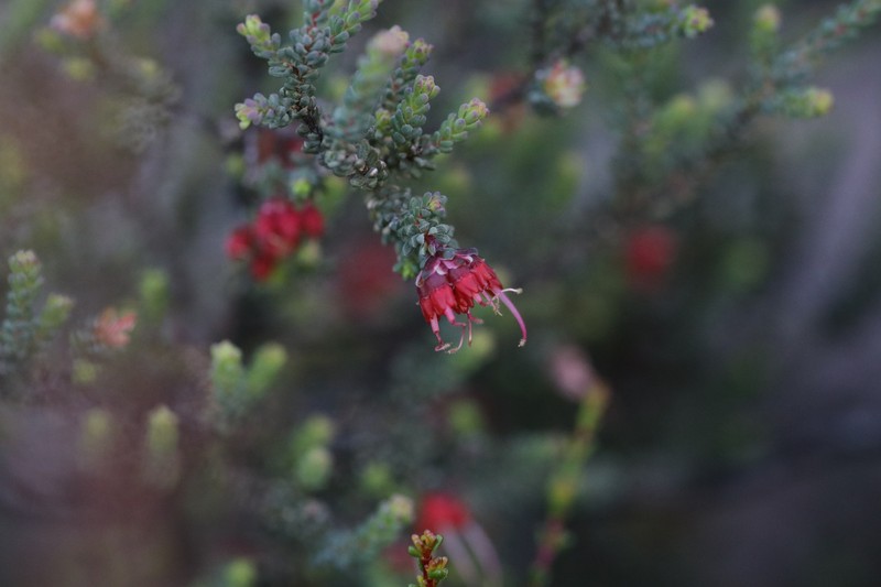 Darwinia polycephala photo 4