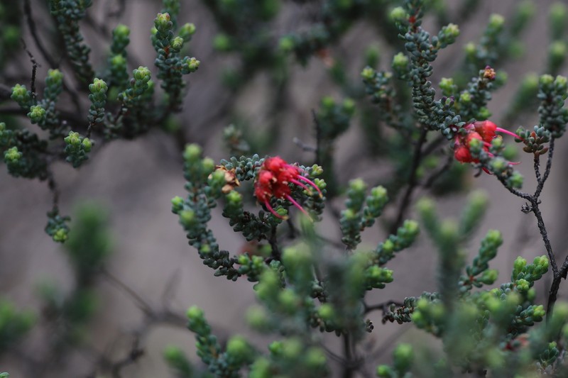 Darwinia polycephala photo 5