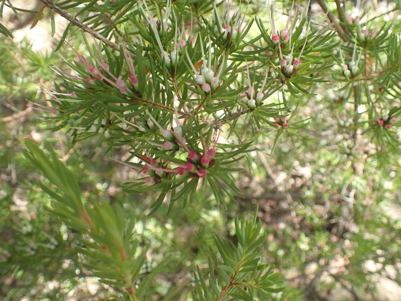 Darwinia procera