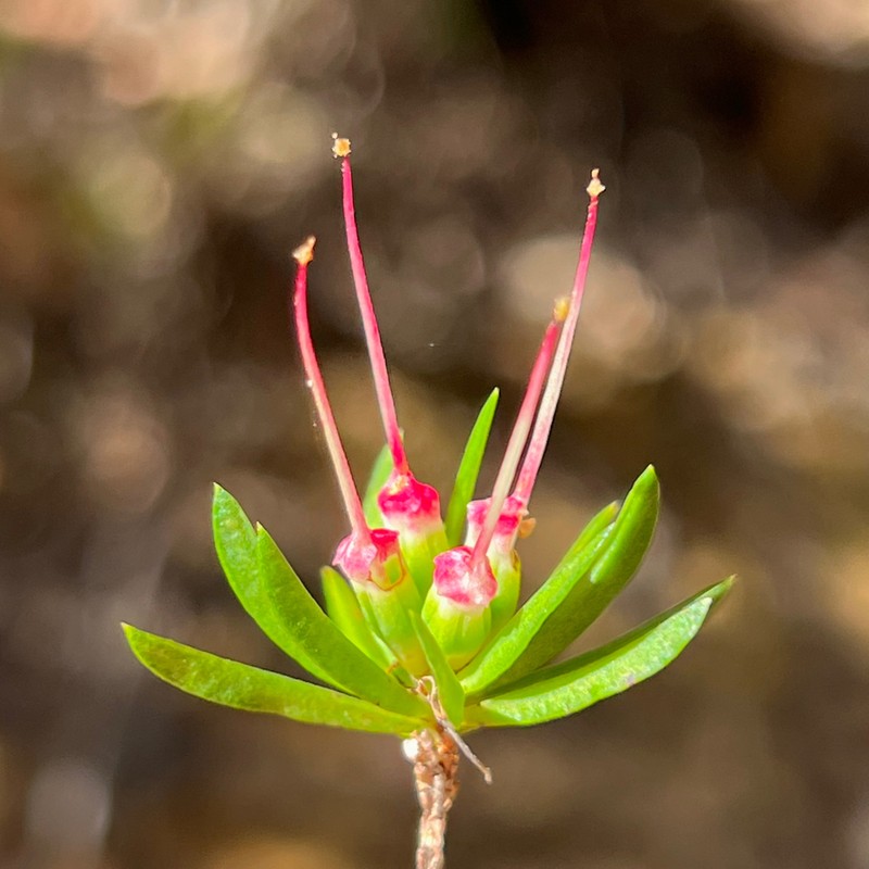 Darwinia procera photo 2
