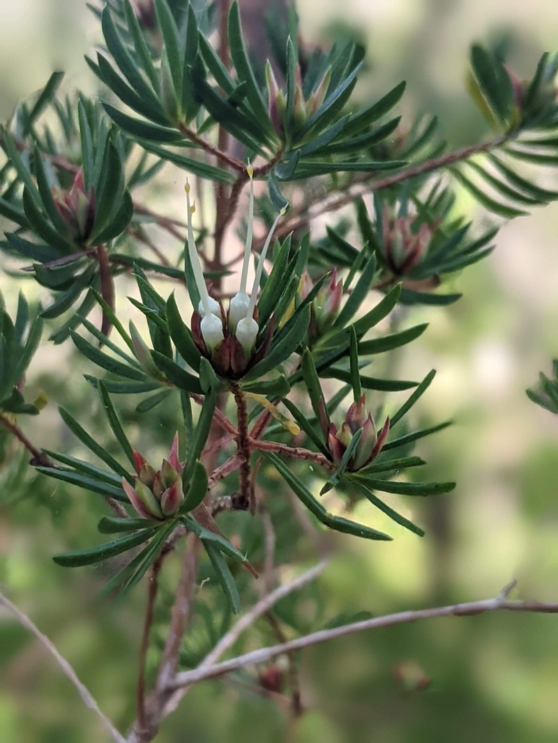 Darwinia procera photo 3