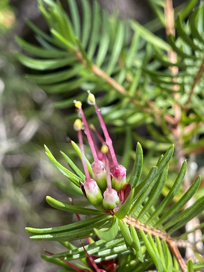 Darwinia procera photo 4