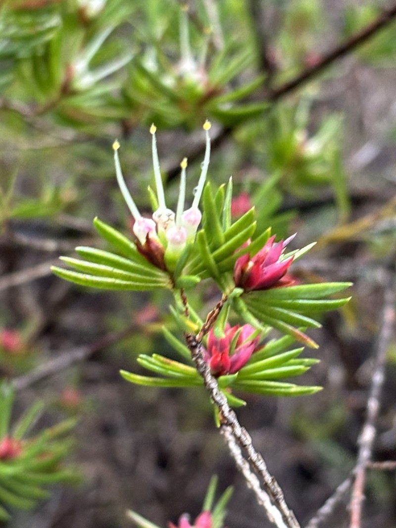 Darwinia procera photo 5