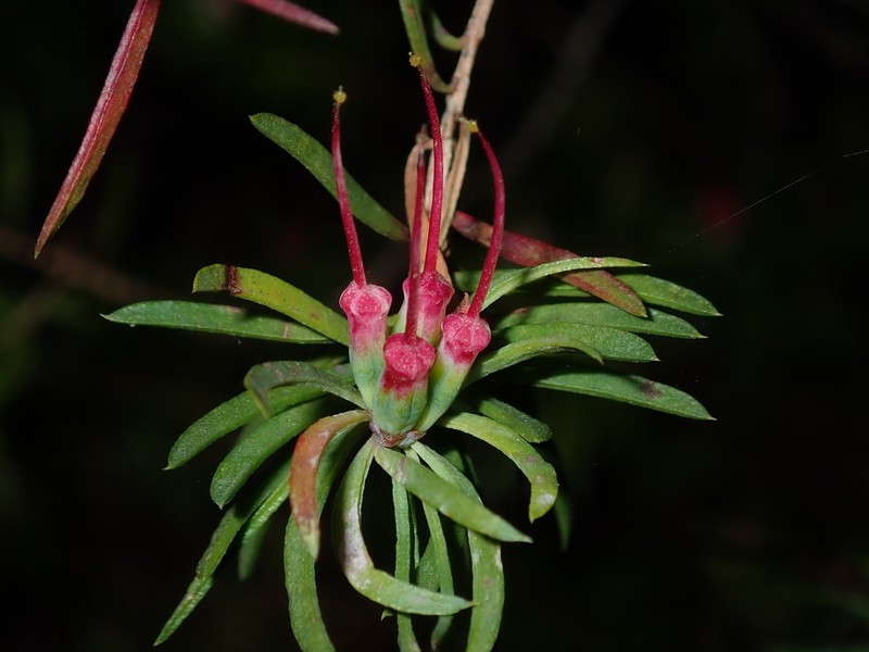 Darwinia procera photo 6