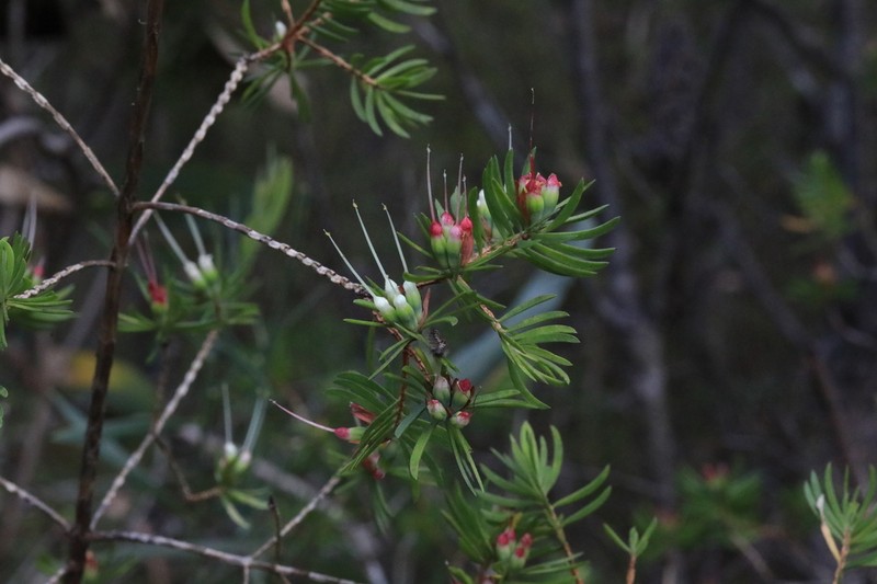 Darwinia procera photo 7