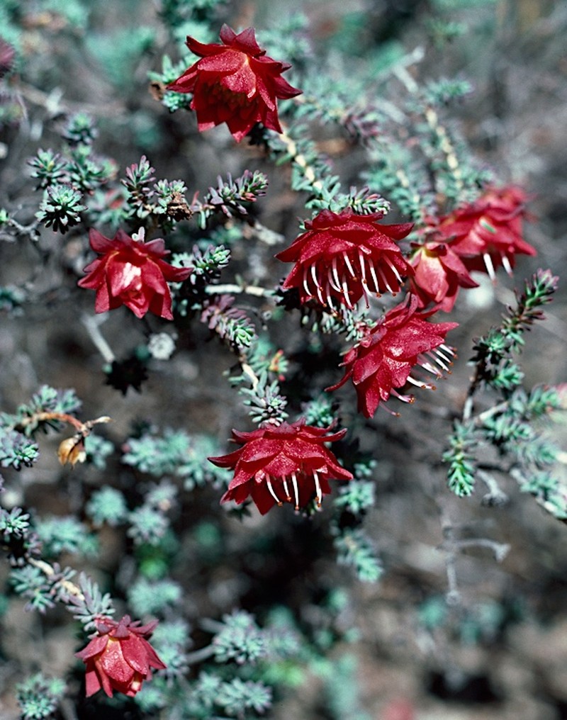 Darwinia purpurea