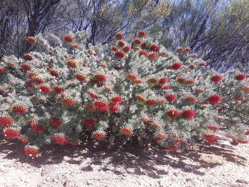Darwinia purpurea photo 2