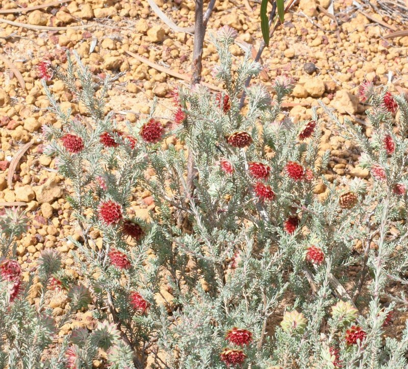 Darwinia purpurea photo 3