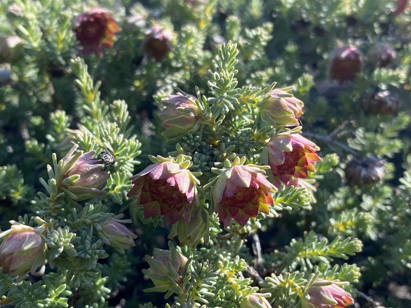 Darwinia purpurea photo 4