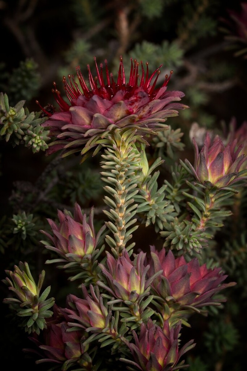 Darwinia purpurea photo 5