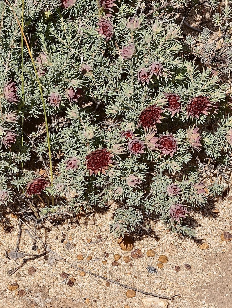Darwinia purpurea photo 6